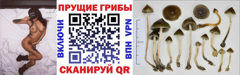 наркотики  Макаров  Псилоцибиновые грибы прущие грибы 